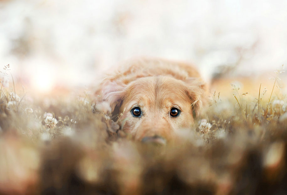 golden retriever two Jessica Trinh