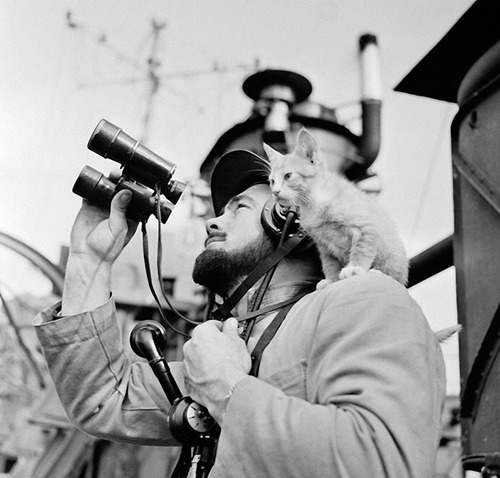 war-animals07