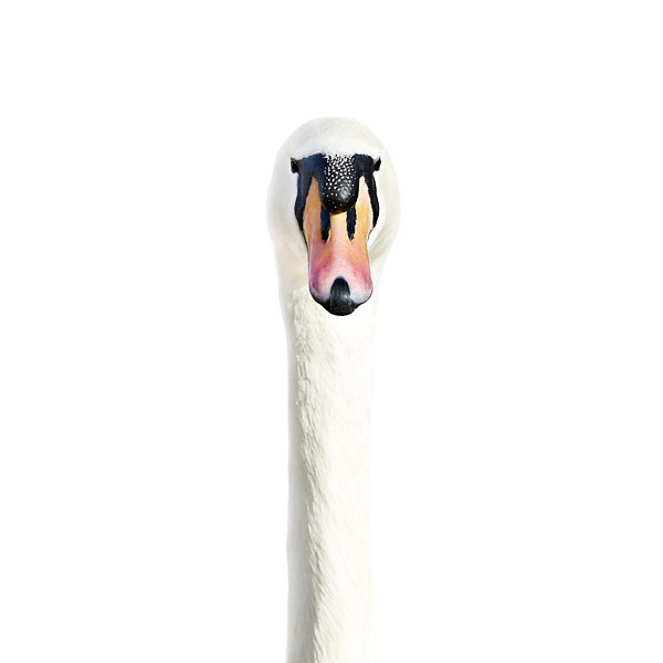 Mute swan portrait by Morten Koldby