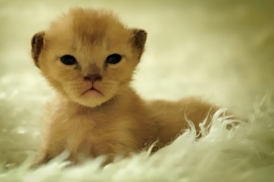 Tiny tan kitten with rounded ears on a white shaggy rug