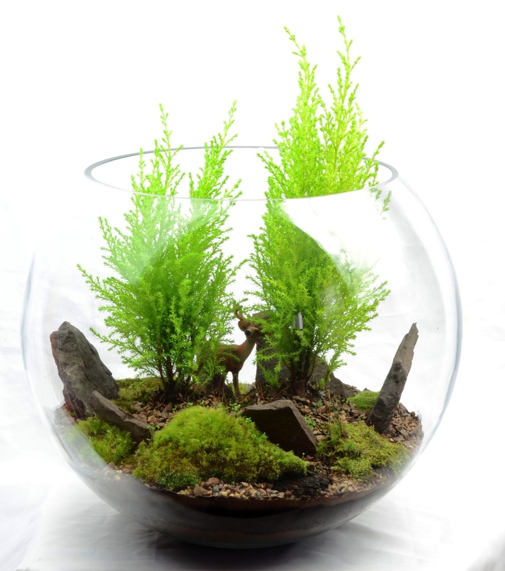 Moss-covered terrarium surface