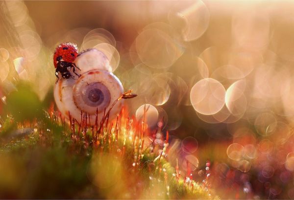 Soft-focus floral macro by Magdalena Wasiczek