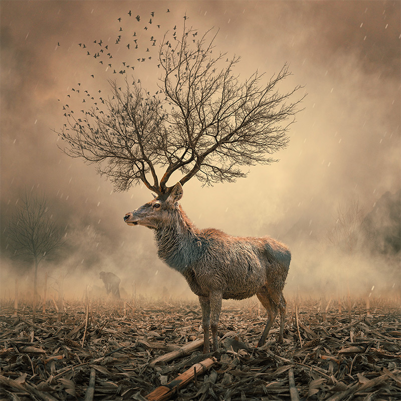 Whimsical manipulation Caras Ionut