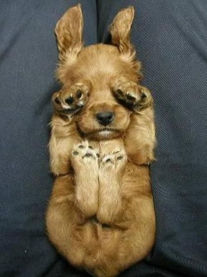 irresistable-adorables19 Golden puppy sleeping on its back with paws on its face