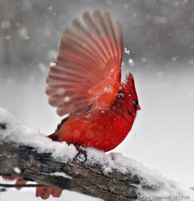 winterscapes19