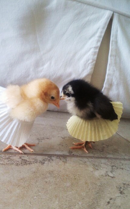 Two chicks facing each other in cupcake-liner tutus