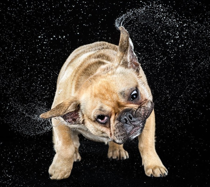 High-speed Shake dog photo by Carli Davidson