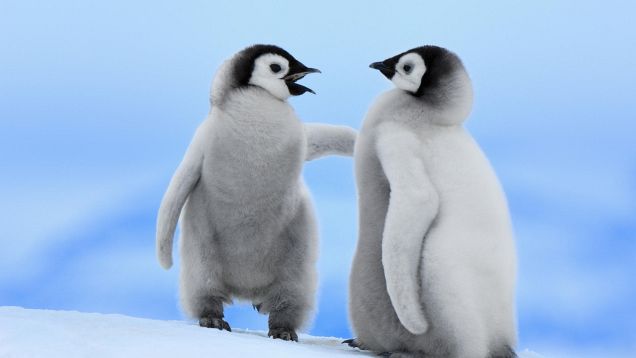 amazing-animal-photography09