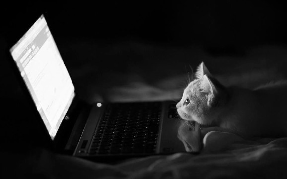 irresistable-adorables08 Kitten watching a laptop screen in the dark
