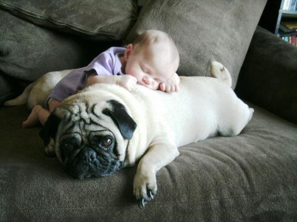 irresistable-adorables21 Baby sleeping on a pug on the couch