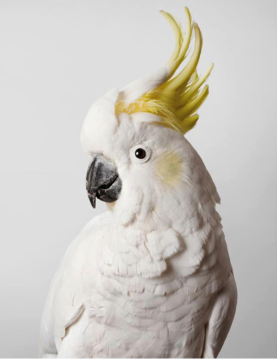 Cockatoo portrait by Leila Jeffreys