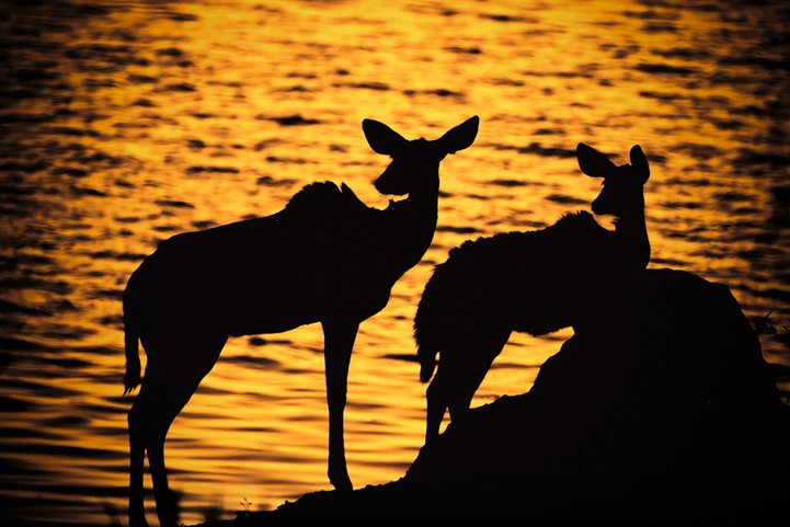 Wildlife Silhouettes by Mario Moreno