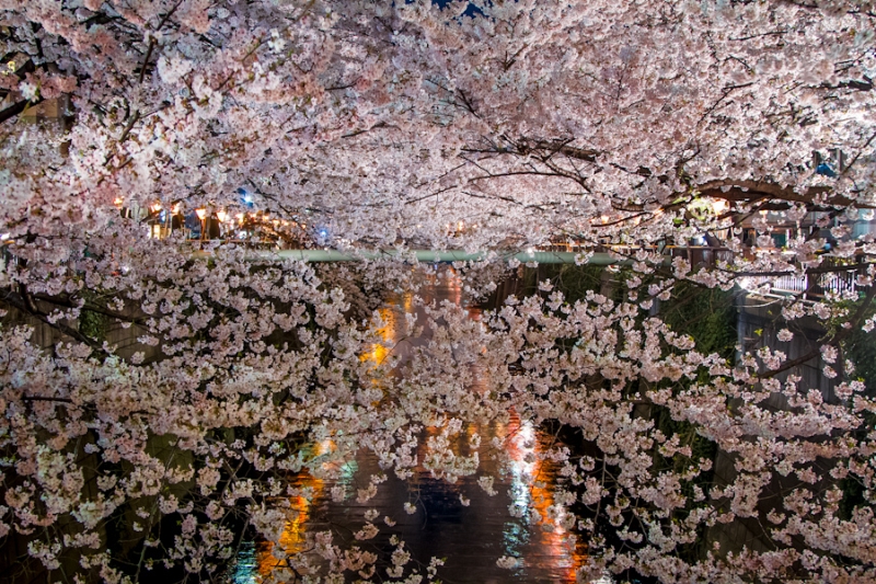 Sakura trees shrouded in soft light