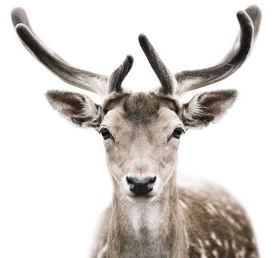 Deer portrait with velvet antlers by Morten Koldby
