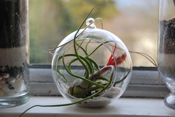 Low wide terrarium arrangement