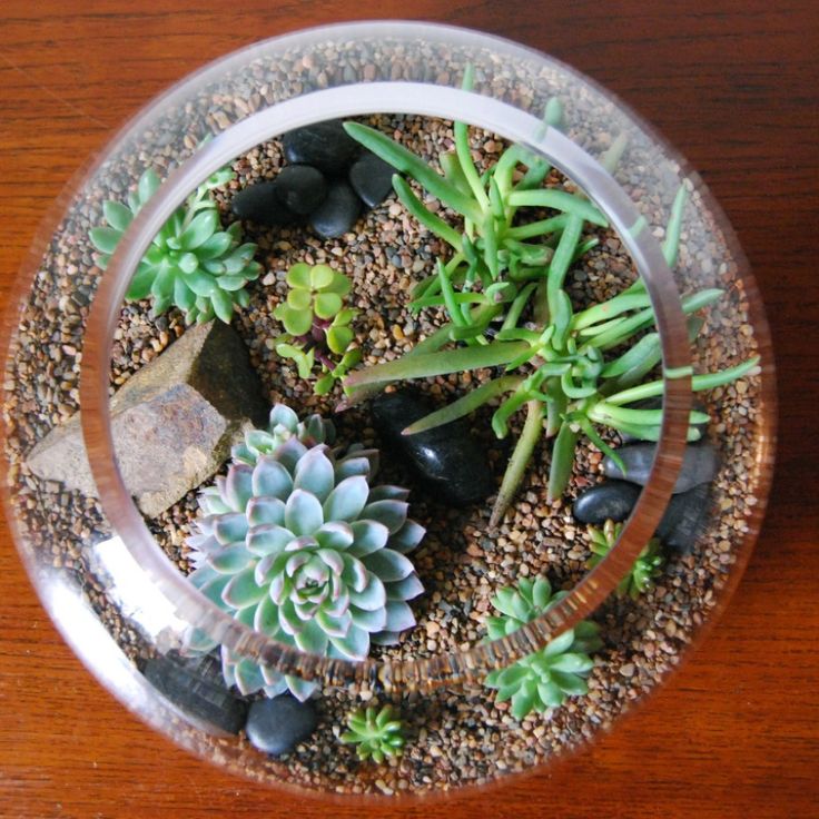 Round glass terrarium garden