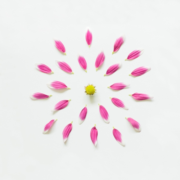 Pom-pom flower from Exploded Flowers by Fong Qi Wei