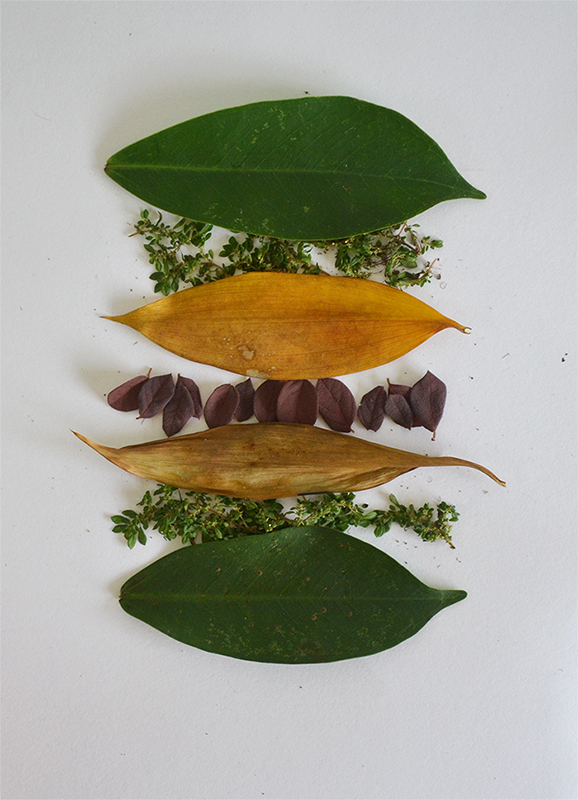 Tang Chiew Ling Object Art leaf illustration 06