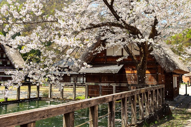 Sakura landscape by MIYAMOTO Y