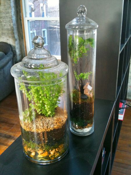 Pruned and tidy terrarium
