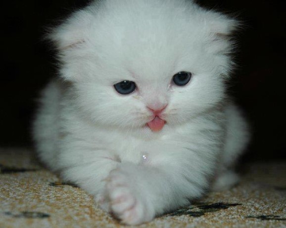 irresistable-adorables14 White kitten with a tiny tongue blep