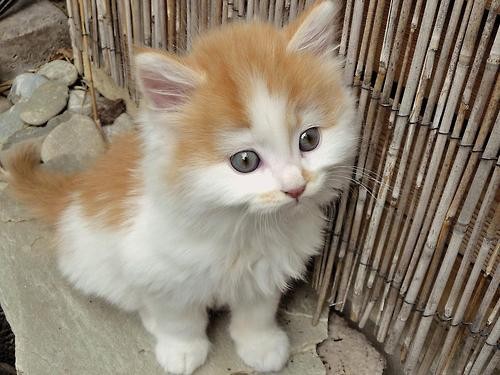irresistable-adorables04 Fluffy orange and white kitten outdoors