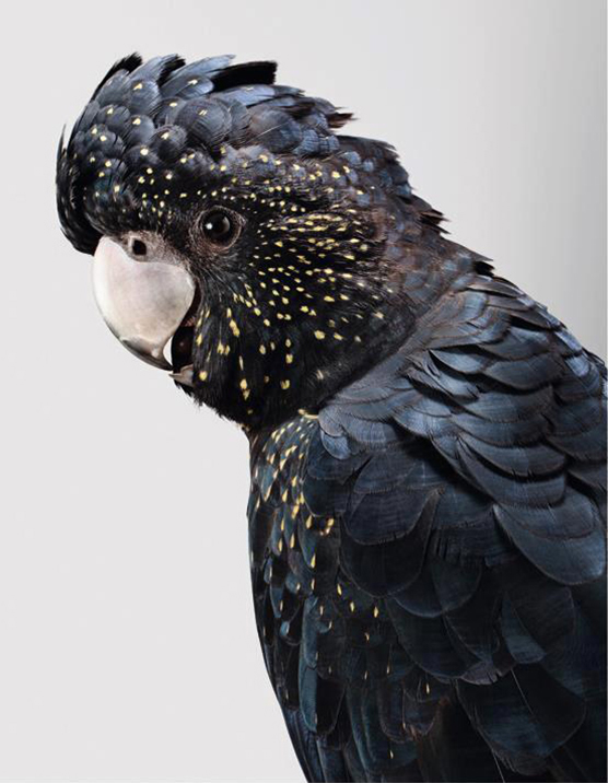 Cockatoo portrait by Leila Jeffreys