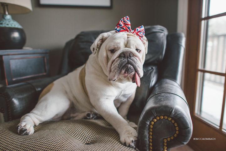 young-girl-bulldog16