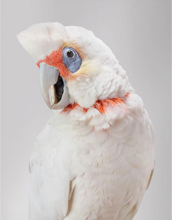 Cockatoo portrait by Leila Jeffreys