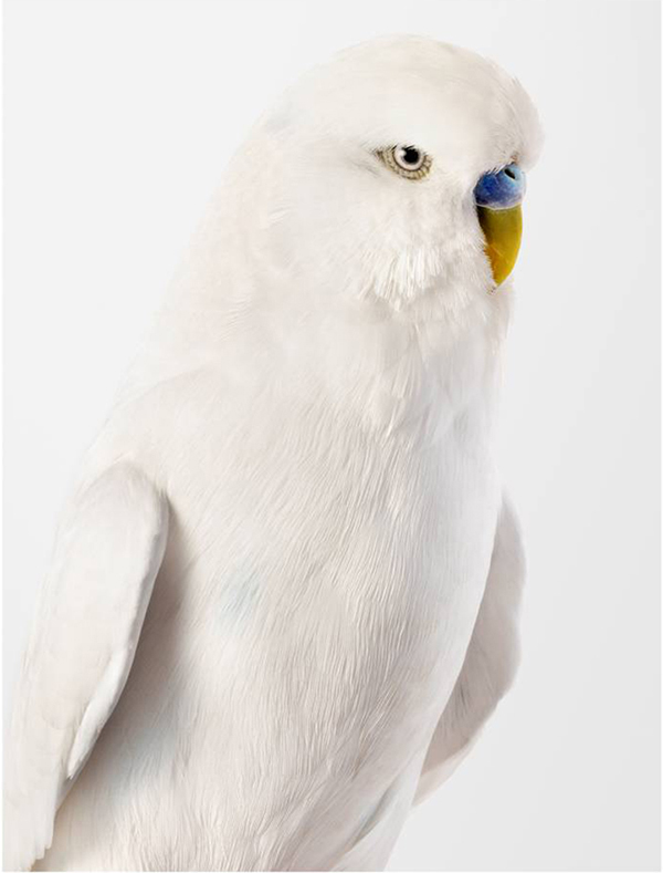Budgerigar portrait by Leila Jeffreys