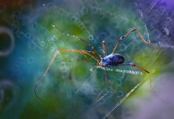 Impressionistic flower macro by Magdalena Wasiczek