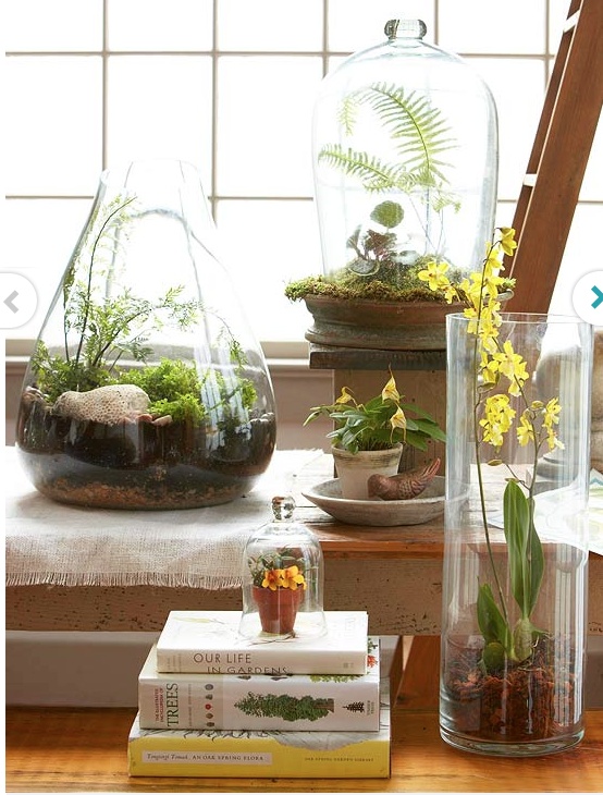 Pedestal bowl terrarium