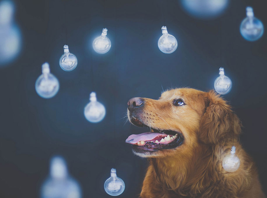golden retriever ten Jessica Trinh