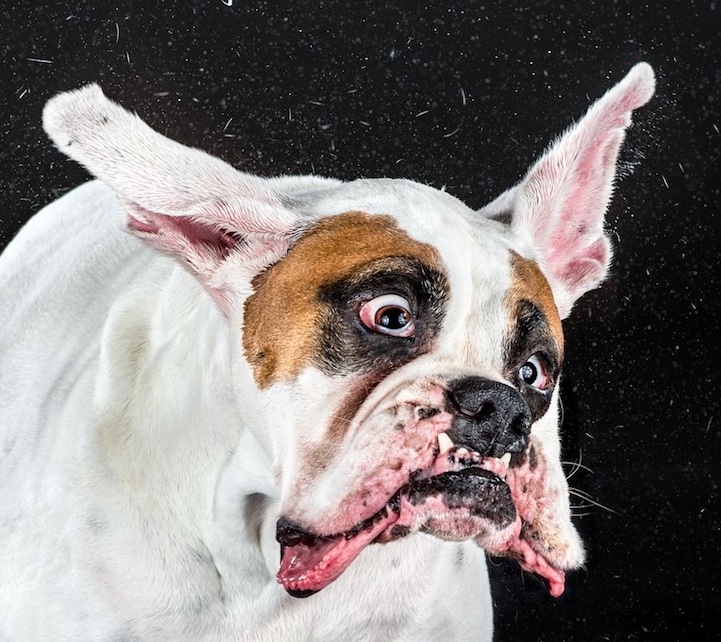 High-speed dog shake portrait by Carli Davidson