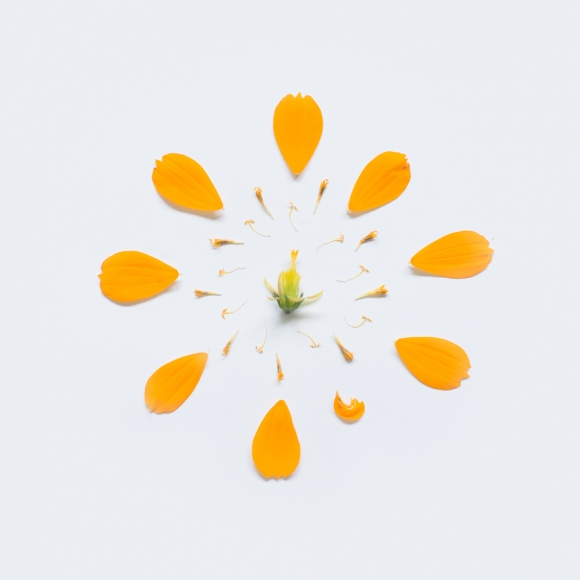Sulfur cosmos from Exploded Flowers by Fong Qi Wei