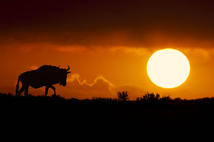 Animal silhouette in African light