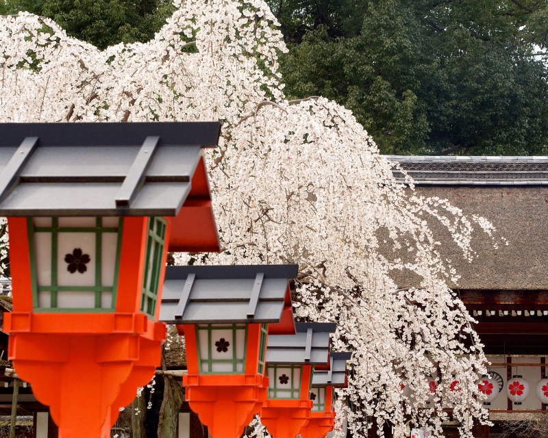 Sakura photography by Yuya Horikawa