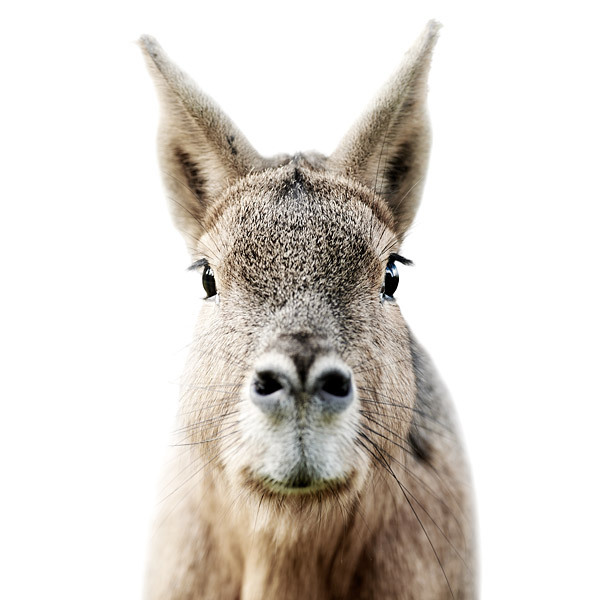 Patagonian mara portrait by Morten Koldby