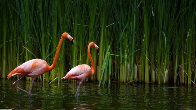 amazing-animal-photography11
