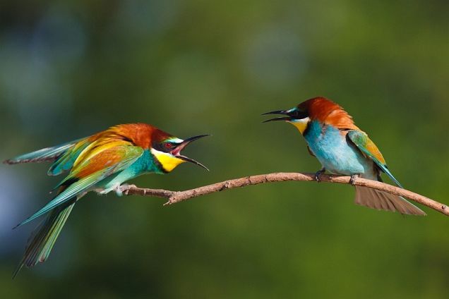 amazing-animal-photography03