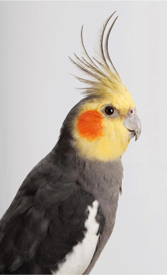 Cockatoo portrait by Leila Jeffreys