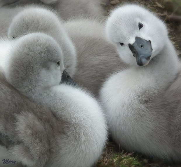 adorables25