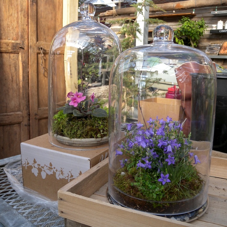 Planted terrarium with mixed greenery
