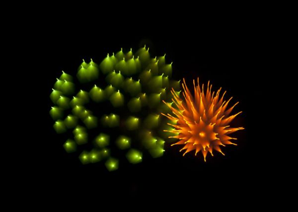 Firework exposure shaped like a luminous fruit cluster