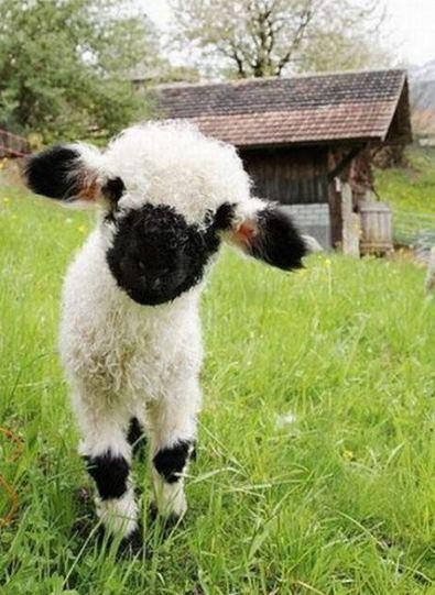 irresistable-adorables10 Valais Blacknose lamb in a green field