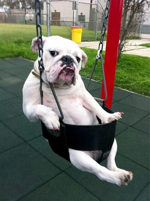 Adorable animal photo from Irresistable Adorables 3