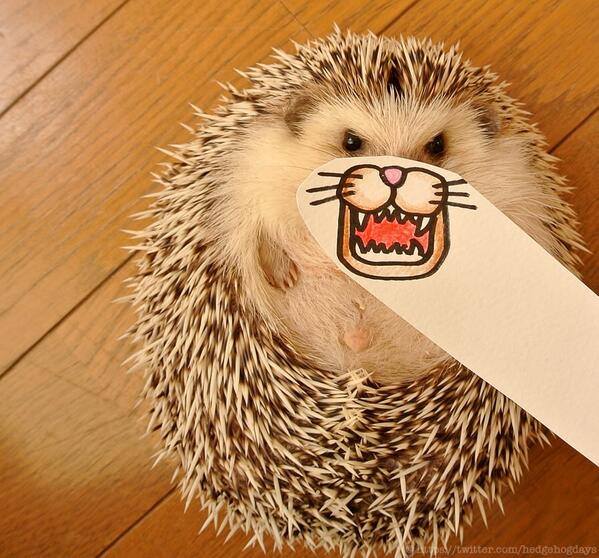 Marutaro hedgehog silly expression mask