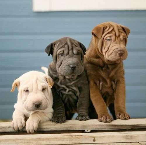 irresistable-adorables12 Three Shar Pei puppies sitting together