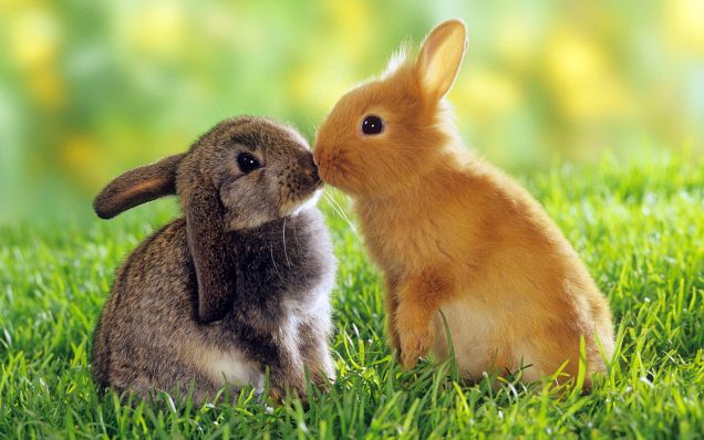 amazing-animal-photography07