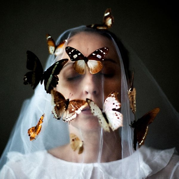Soft-light butterfly photography from The Air Shivers of Things Fleeing